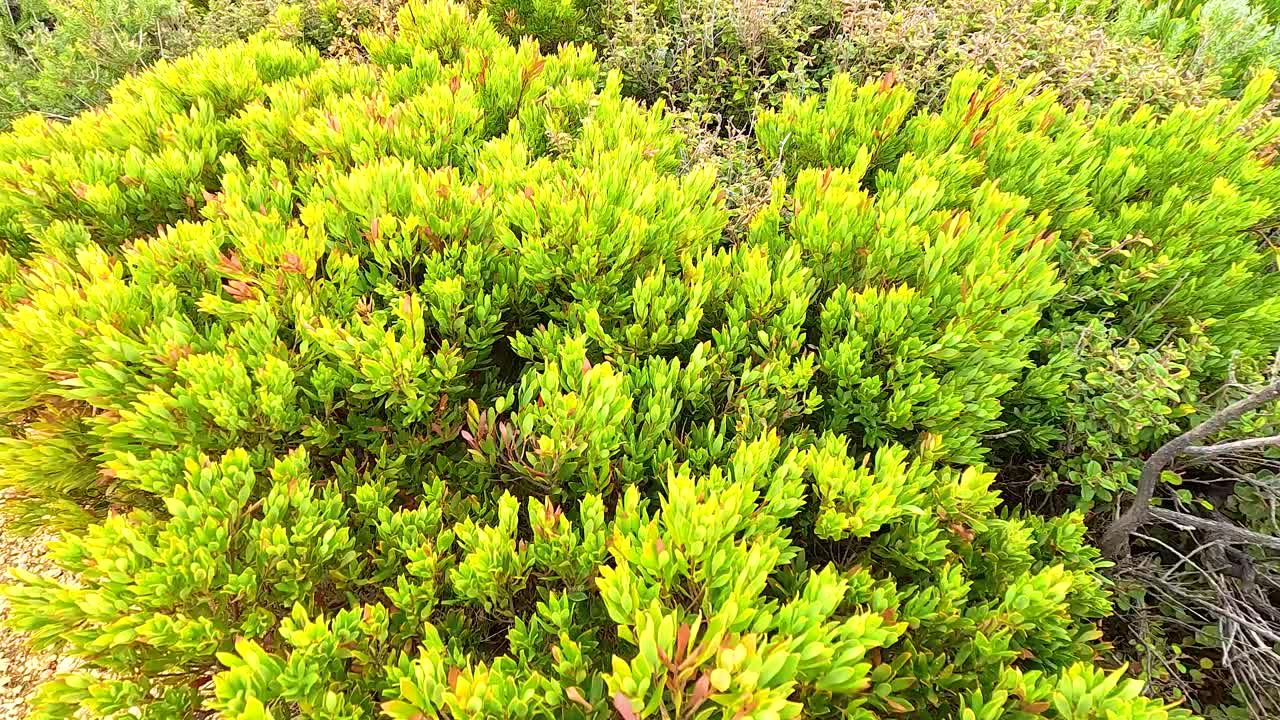 Vibrant green shrubs under bright sunlight, captured at Aireys Inlet, showcasing natural beauty and tranquility