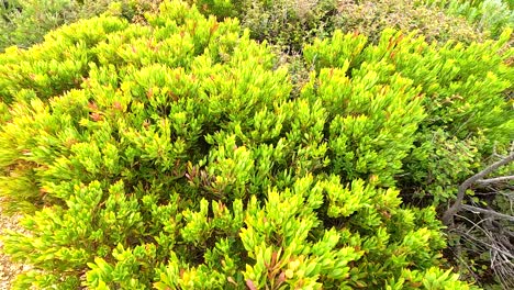 vibrant green shrubs under bright sunlight, captured at aireys inlet, showcasing natural beauty and tranquility
