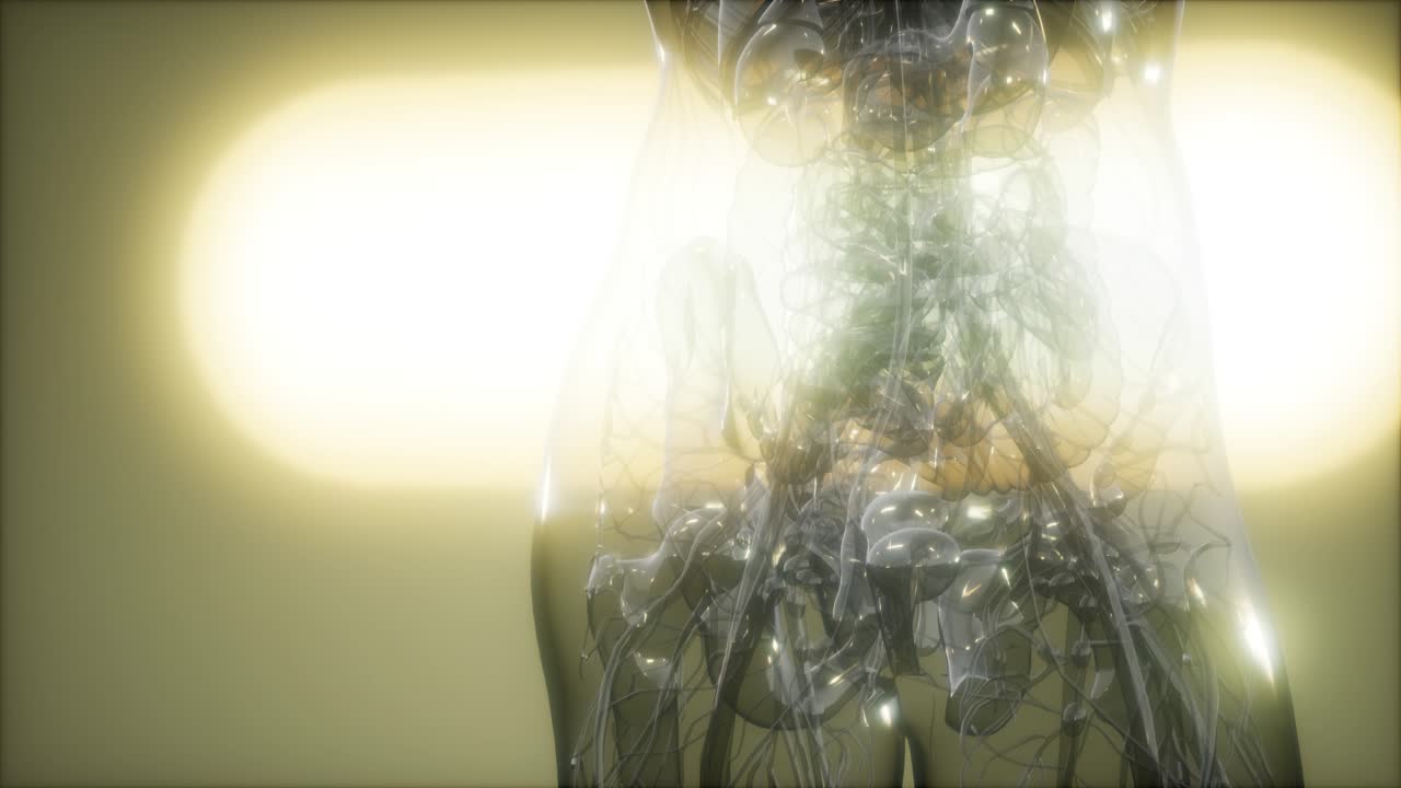 imagen de rayos x del cuerpo humano