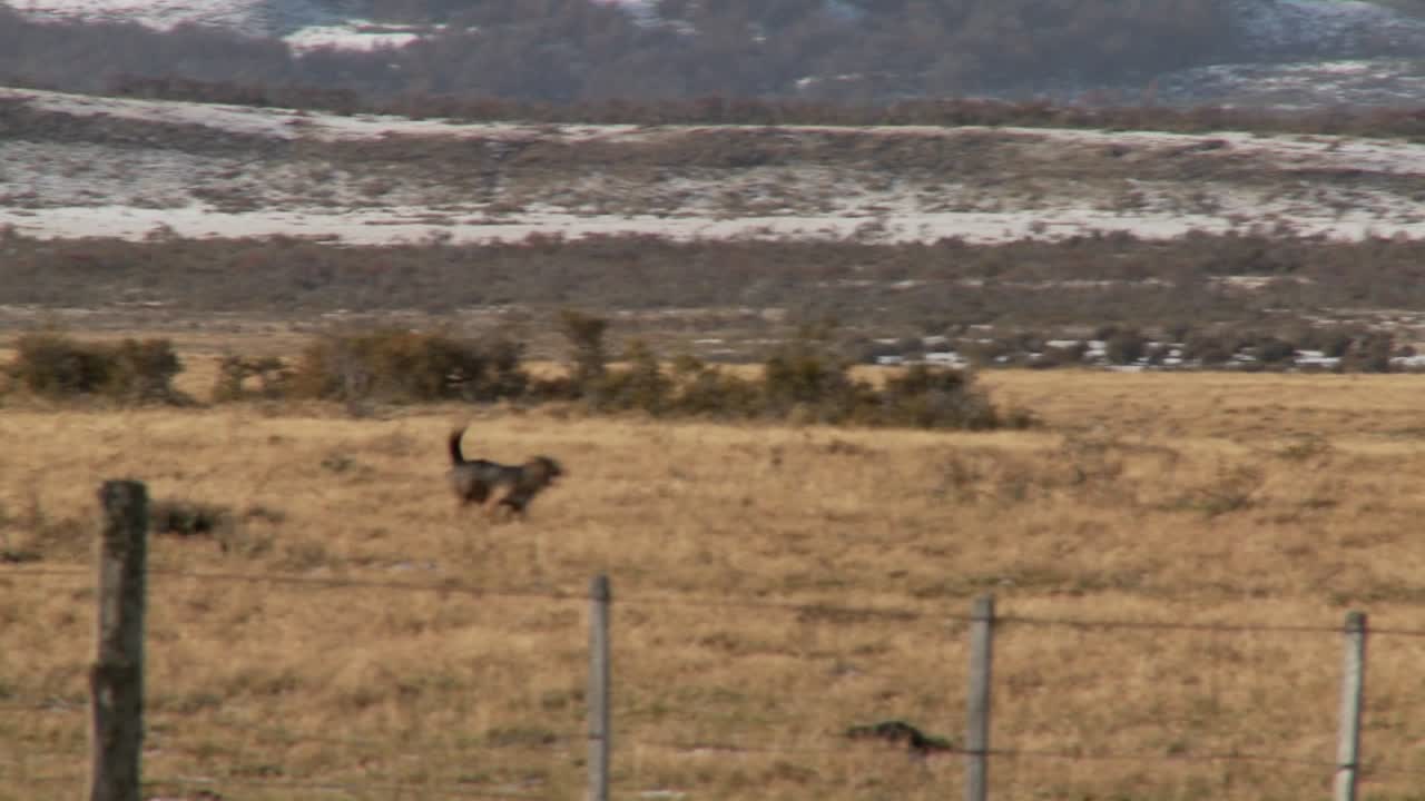 개는 목장의 들판에서 소를 위해 일한다