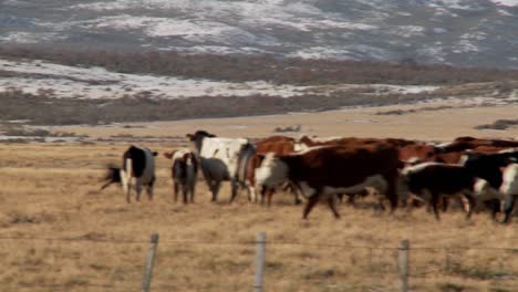 dogs works over cattle in the fields on a ranch