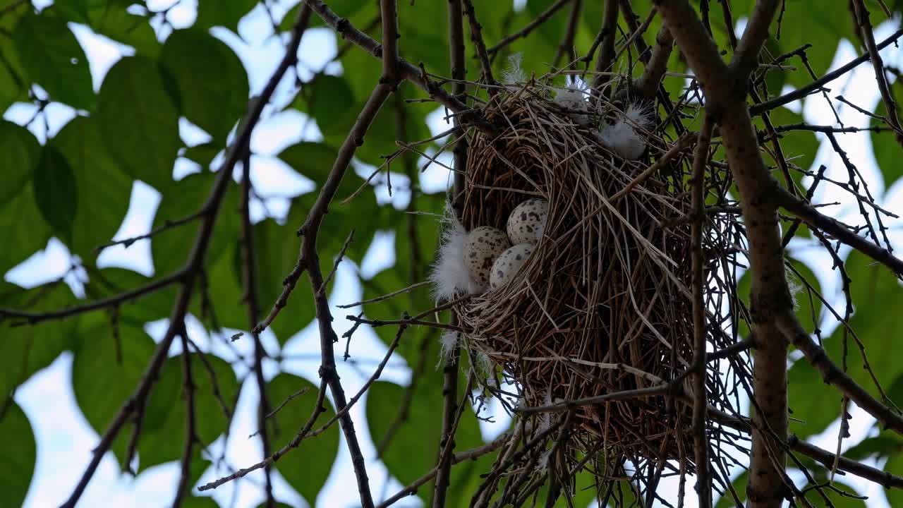 Close-up, low-angle view of a bird's nest with eggs among branches, capturing a natural habitat