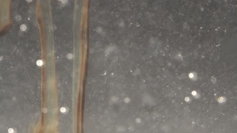 abstract shot of ink moving in water and forming abstract shapes like mushrooms