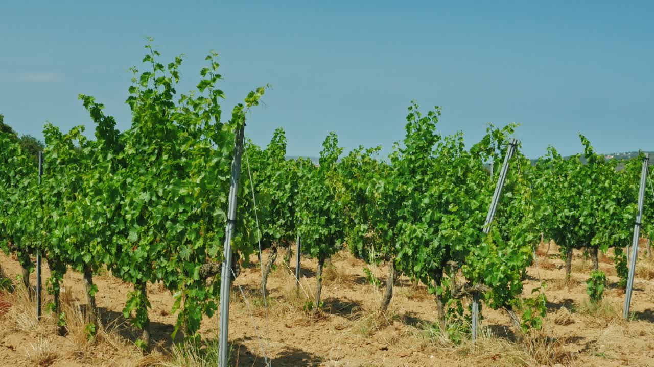 ряды виноградников в летний день в каталонии испания 5