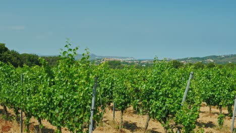 rows of vineyards on a summer day in catalonia spain 5