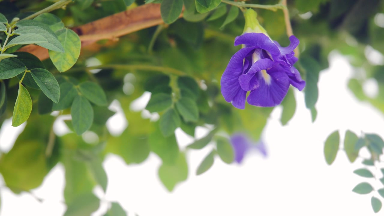 Primo piano di uno splendido fiore blu di aparajita che sboccia in giardino. Conosciuto anche come Clitoria ternatea, Asian pigeonwings, bluebellvine, blue pea, butterfly pea, cordofan pea o Darwin pea