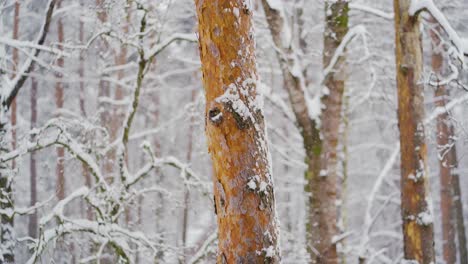 snow falling in the forest. white winter day