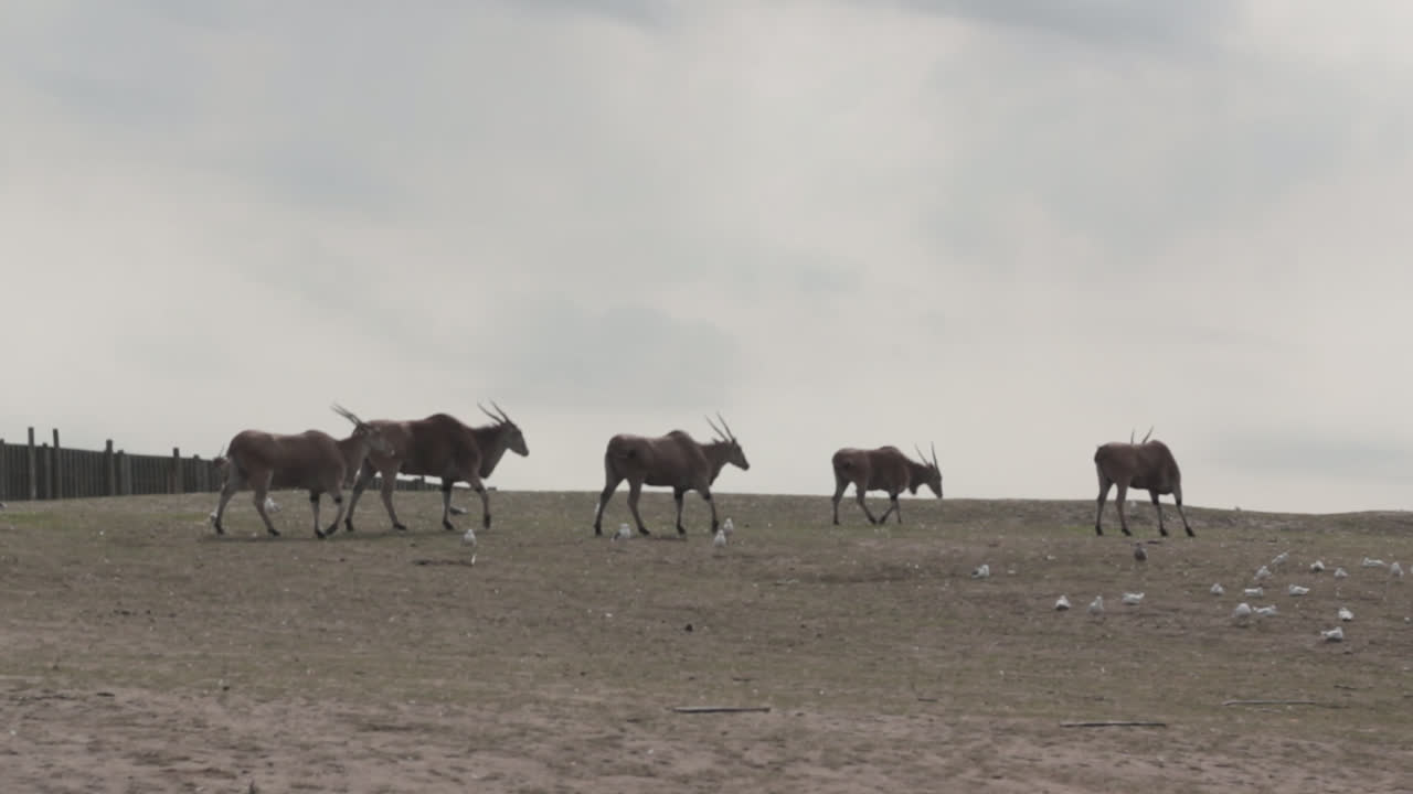 una manada de eland común caminando en el parque safari de west midlands, inglaterra, junto con numerosas aves se pueden ver en el suelo
