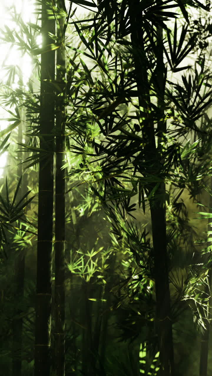 Luce che filtra attraverso una fitta foresta di bambù creando un'atmosfera serena