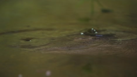 El-Primer-Plano-Del-Cocodrilo-Parpadea-Lentamente-Mientras-Se-Sumerge-Aterrador-Y-Sorprendente