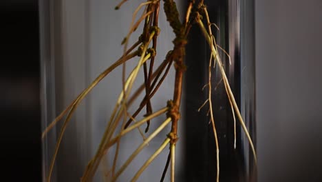 growing avocado plant in a glass vase