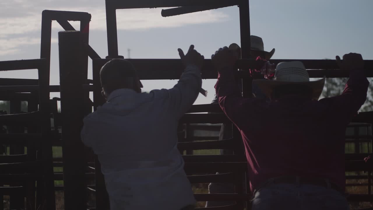 Cattle ranchers tie down fencing for cattle sterilization day telephoto