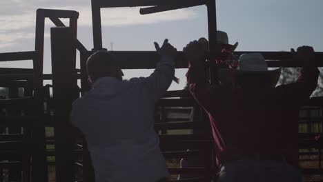cattle ranchers tie down fencing for cattle sterilization day telephoto