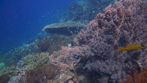 deslizándose pasó un colorido y saludable arrecife de coral con muchos pequeños peces de arrecife