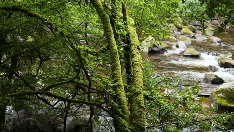 un río que fluye rodeado de árboles de musgo y rocas