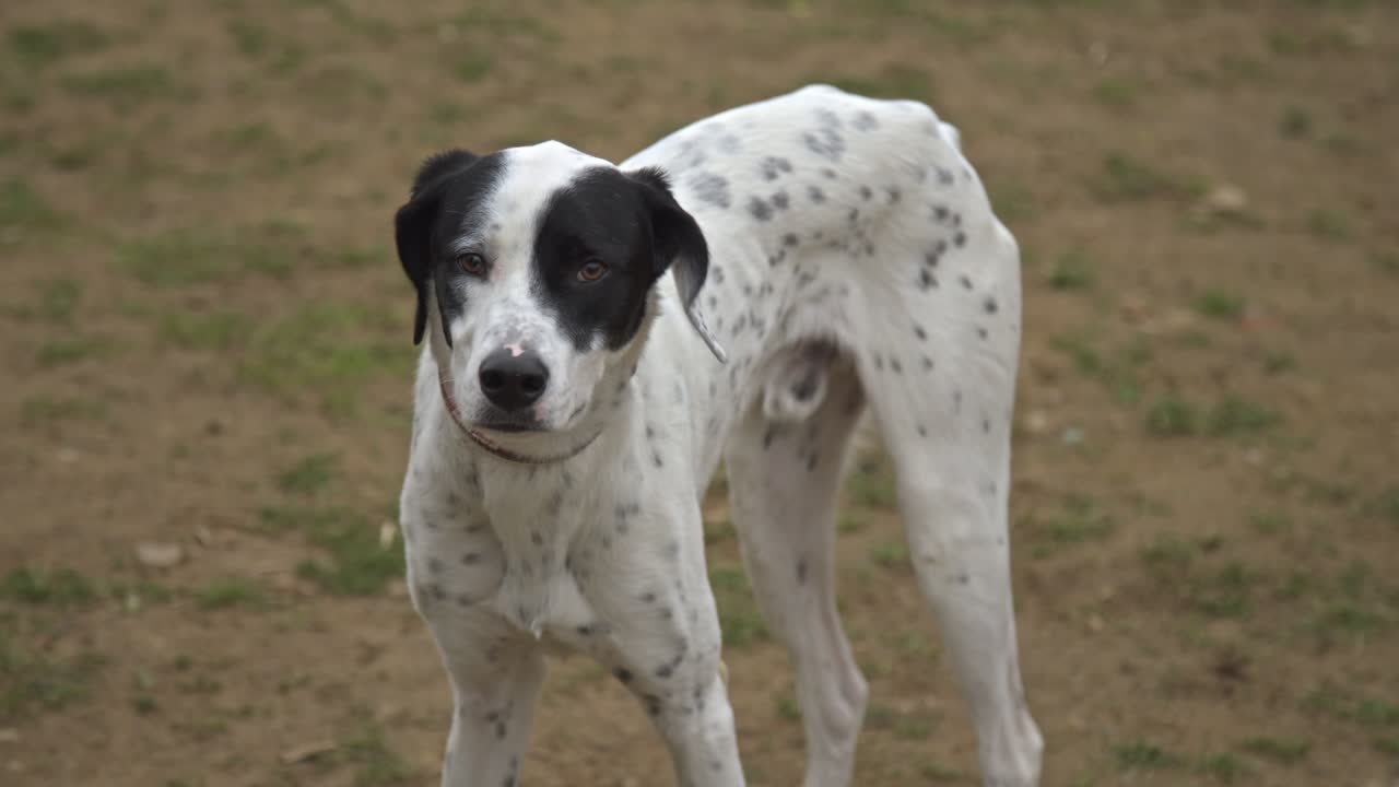 perros jugando y corriendo en el parque para perros