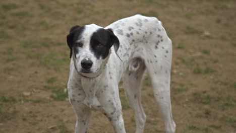 Hunde-Spielen-Und-Laufen-Im-Hundepark