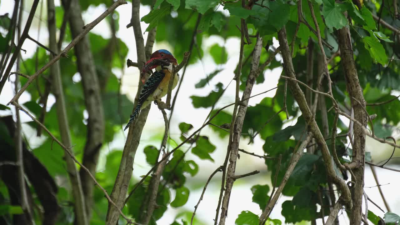 배달 준비가 된 입에 음식이있는 나무의 잎사귀에서 볼 수 있습니다.