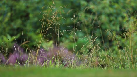 Thin-wispy-ears-of-grass-on-the-green-lawn