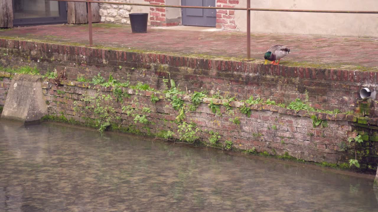 A duck takes a small leap from a dock into the water below. The moment captures the motion mid-air, followed by the gentle splash as it enters the calm surface.
