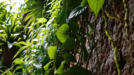 lush green vines growing on a textured wall
