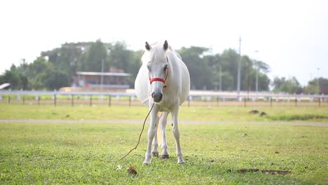 Caballo-Come-Hierba-En-El-Pasto