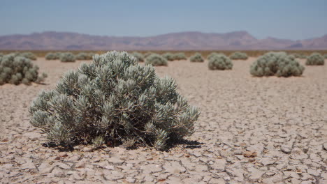desert landscape with drought-resistant shrubs