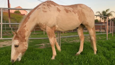 Caballo-Marrón-Claro-Pastando-En-El-Patio-Trasero-De-Su-Dueño