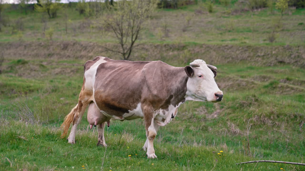Dairy cow grazing. Brown-white cow on a meadow in spring. Beautiful milky cow on a pasture. Dairy cattle pasture.