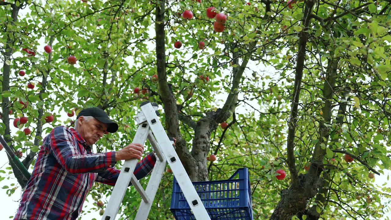 Man Picking Apples from a Tree