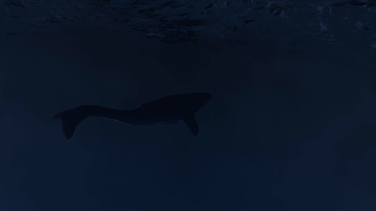 밤에 깊은 바다에서 헤엄치는 상어의 실루
