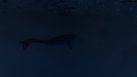 a silhouette of a shark swimming in the deep ocean at night