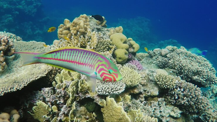 Wild Underwater World With Corals And Colorful Exotic Fish 1