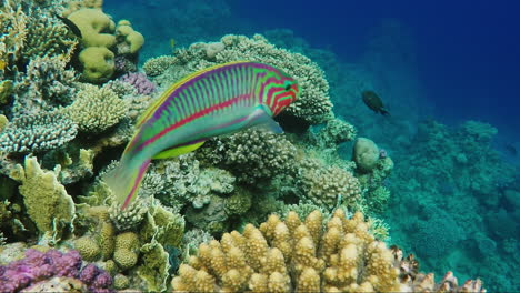 wild underwater world with corals and colorful exotic fish 1