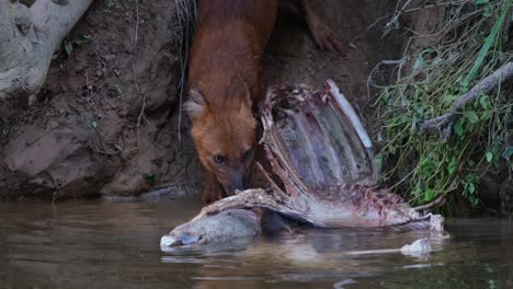 dhole, cuon alpinus, khao yai national park