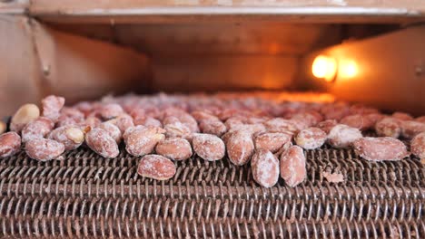 peanuts being processed on a conveyor belt