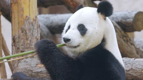 giant panda (ailuropoda melanoleuca) also known as the panda bear or simply the panda, is a bear native to south central china.