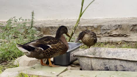 Enten-Hängen-In-Zeitlupe-Vor-Dem-Griechischen-Haus-Herum