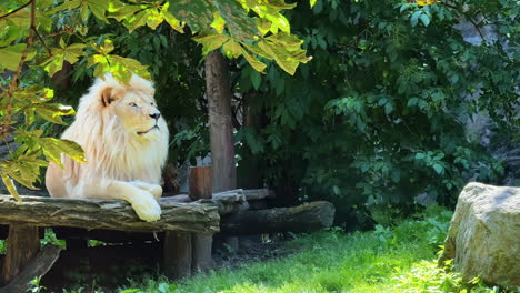 majestic white lion relaxes in the sun. a white lion leisurely rests on a wooden platform surrounded by lush green foliage during a bright sunny day