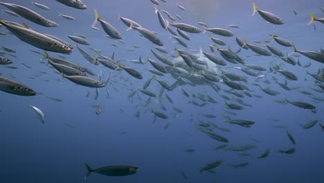 Slow-motion-shot-of-a-great-white-shark,-Carcharodon-carcharias-passing-close-in-clear-water-of-Guadalupe-Island,-Mexico