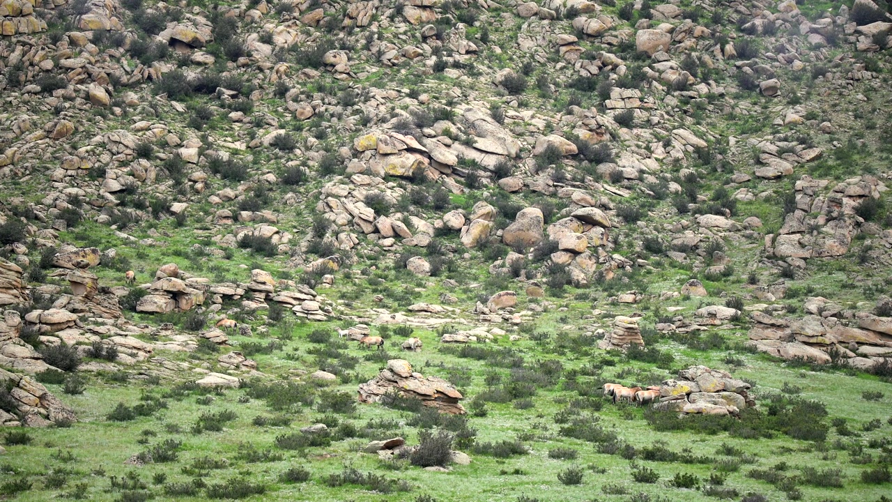 Gruppo di pecore bighorn che pascolano su un pendio roccioso di montagna
