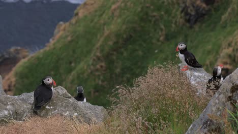 대서양 파핀 (fratercula arctica) 은 룬데 섬 (노르웨이) 의 바위 위에 있습니다.