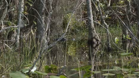 Slow-motion-trucking-left-shot-of-the-head-of-a-crocodile-resting-above-the-murky-swamp-water-of-the-Florida-everglades-near-Miami-surrounded-by-mangroves-and-other-plants-on-a-warm-sunny-day