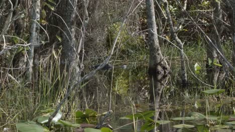 cámara lenta de camiones a la izquierda de la cabeza de un cocodrilo descansando sobre el agua pantanosa turbia de los everglades de florida cerca de miami rodeado de manglares y otras plantas en un cálido día soleado