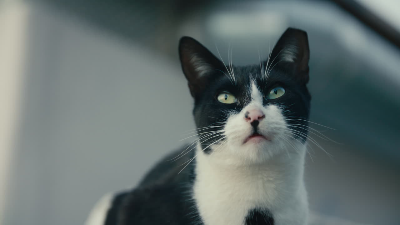 Primo piano di un gatto bianco e nero con occhi verdi penetranti, ripreso con luce morbida e uniforme, che guarda dritto nell'obiettivo.