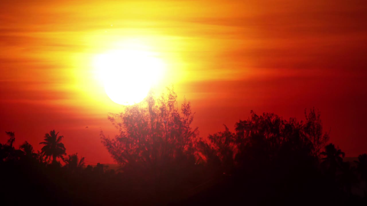 나무의 실루과 함께 은 하늘에서 뜨거운 태양