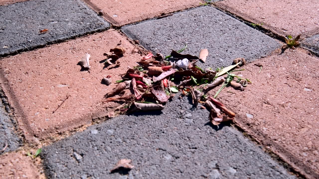 Soldier termites building den between paver bricks, telephoto