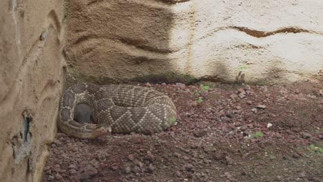 Una-Serpiente-De-Cascabel-En-Su-Hábitat-Simulado