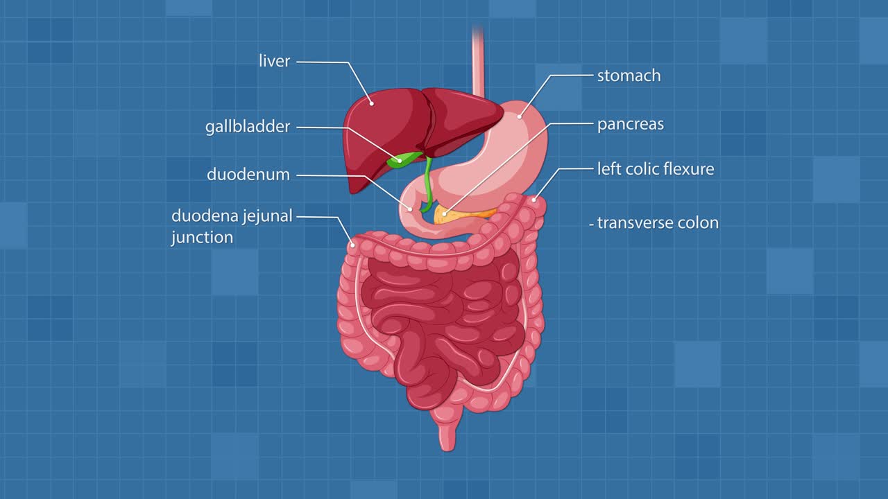 Animated diagram sequentially labels organs and structures of the human digestive system on a blue grid background, using smooth transitions and clear vector graphics