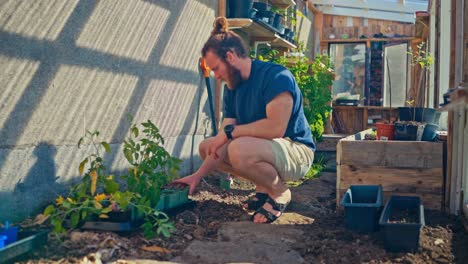 male gardener arranging potted plants in the greenhouse - close up